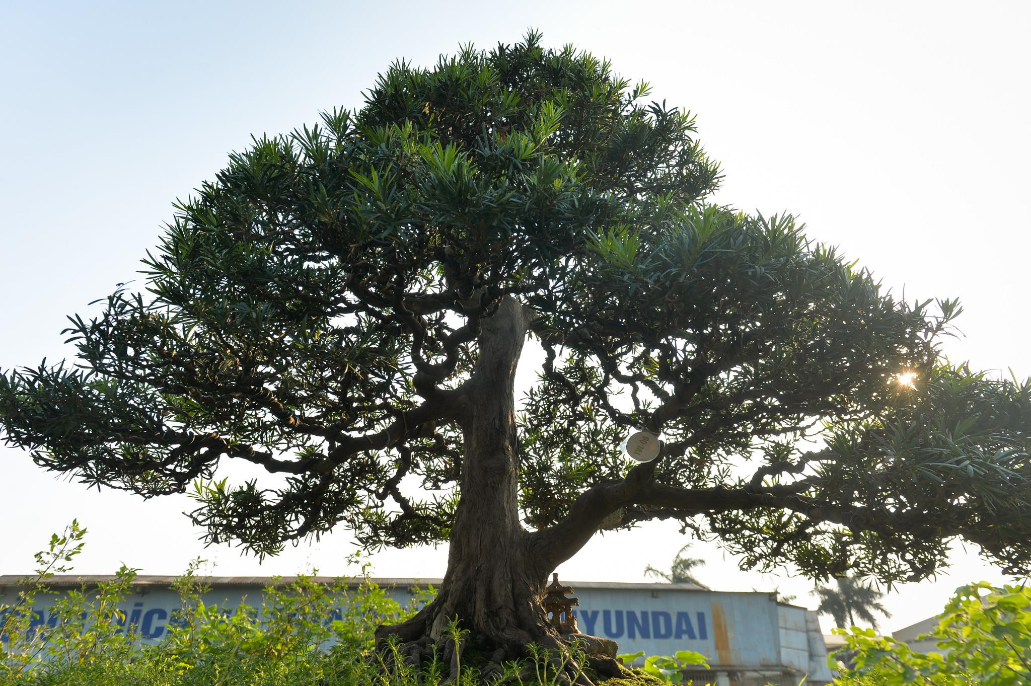 Doc dao bo tung la han gia 3 ty hinh anh 7 