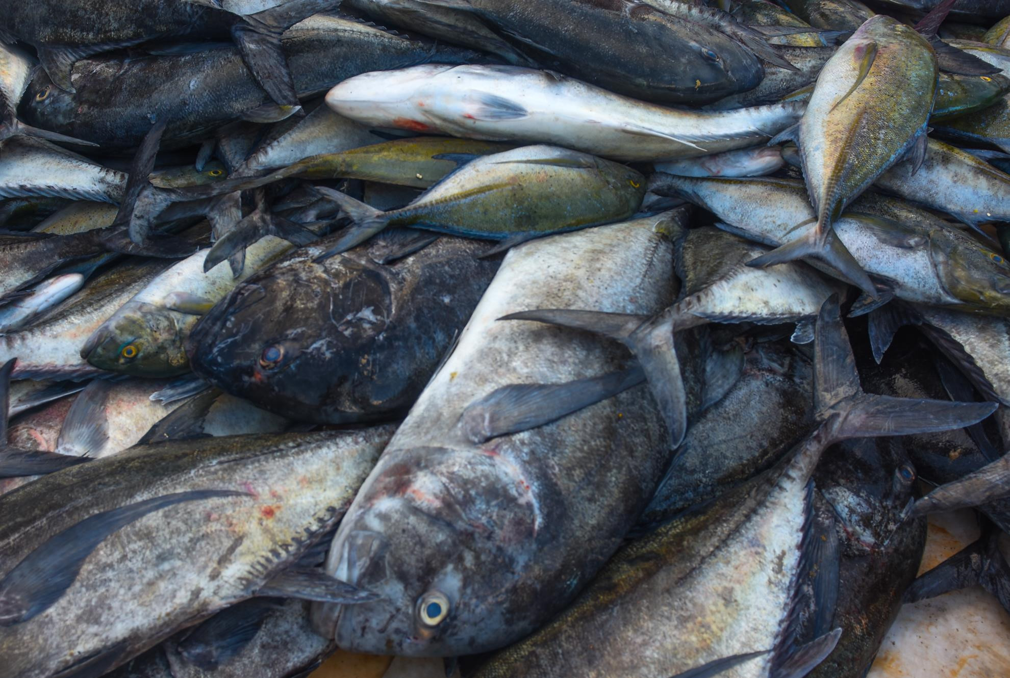 Ngu dan Ly Son trung dam me ca hon nua ty dong o Hoang Sa hinh anh 2 