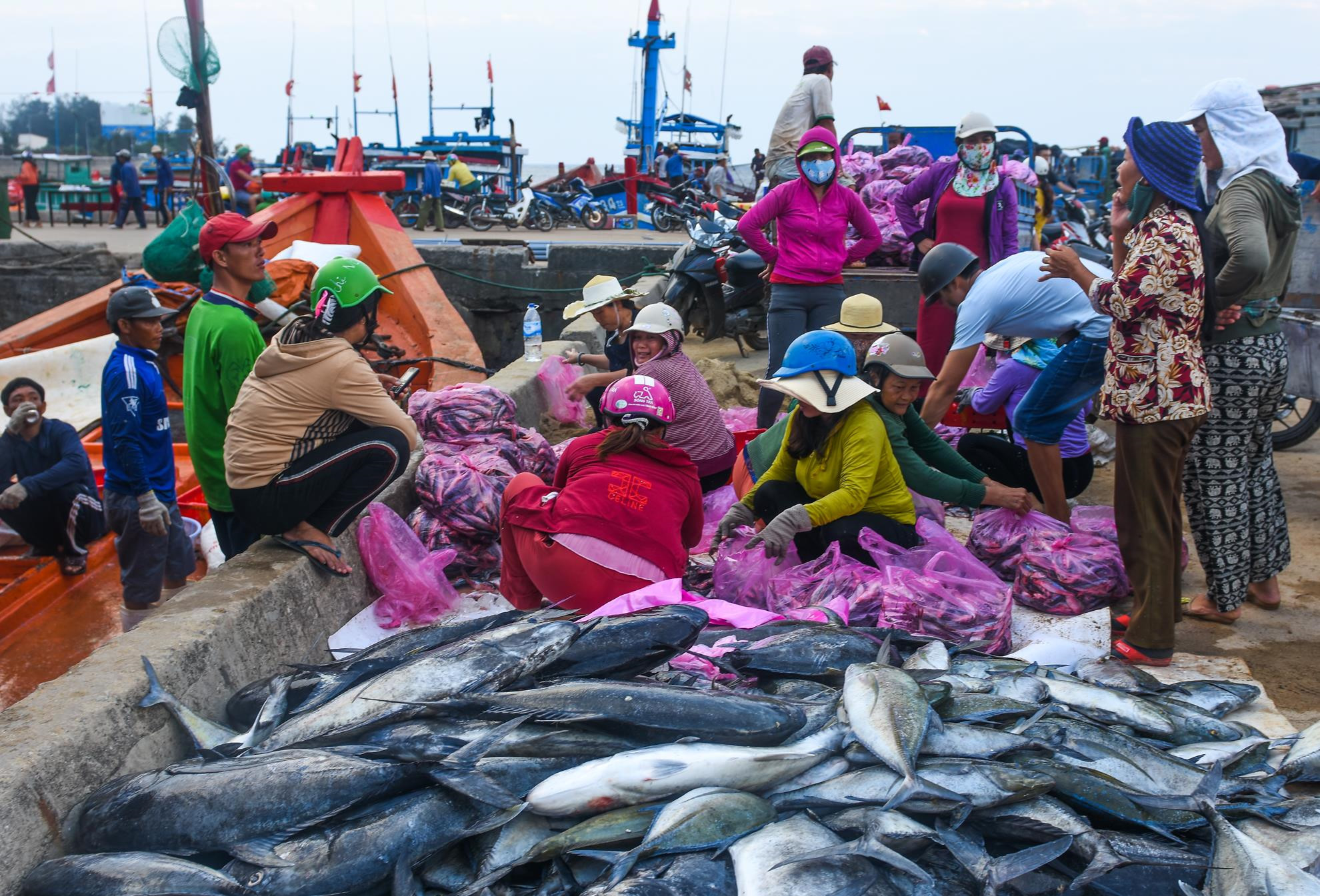 Ngu dan Ly Son trung dam me ca hon nua ty dong o Hoang Sa hinh anh 3 