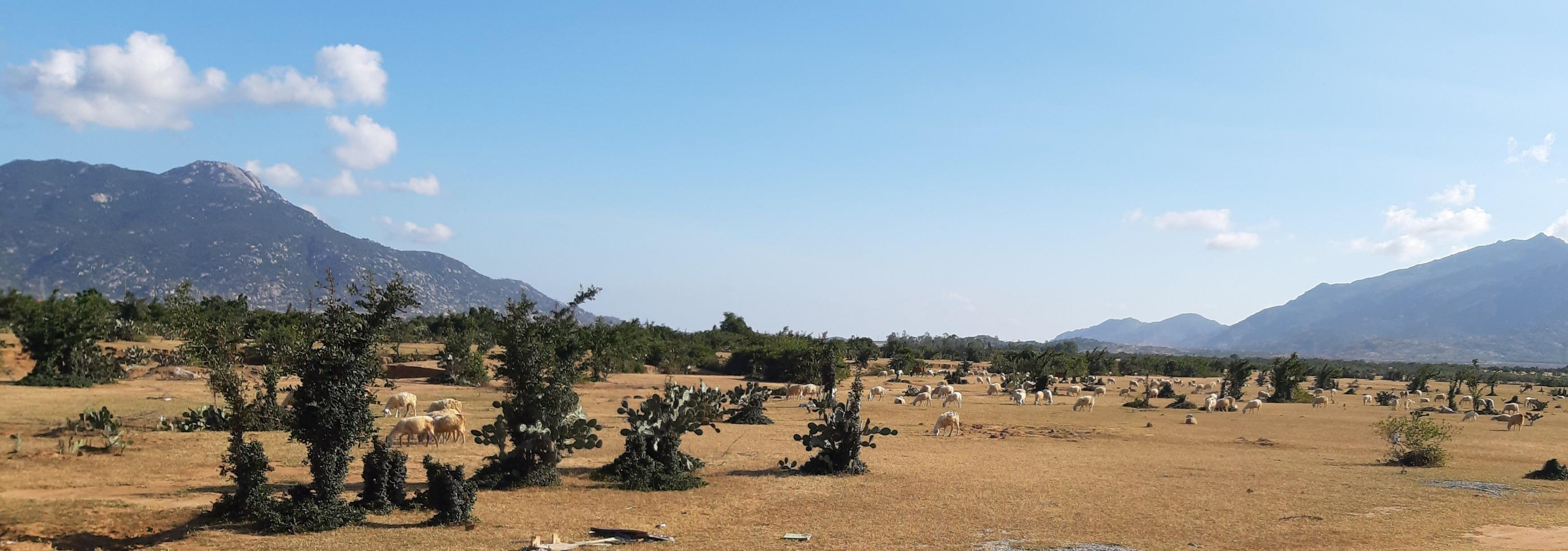 Nha may dien mat troi lon nhat DNA va tiem nang phat trien Ninh Thuan hinh anh 7 