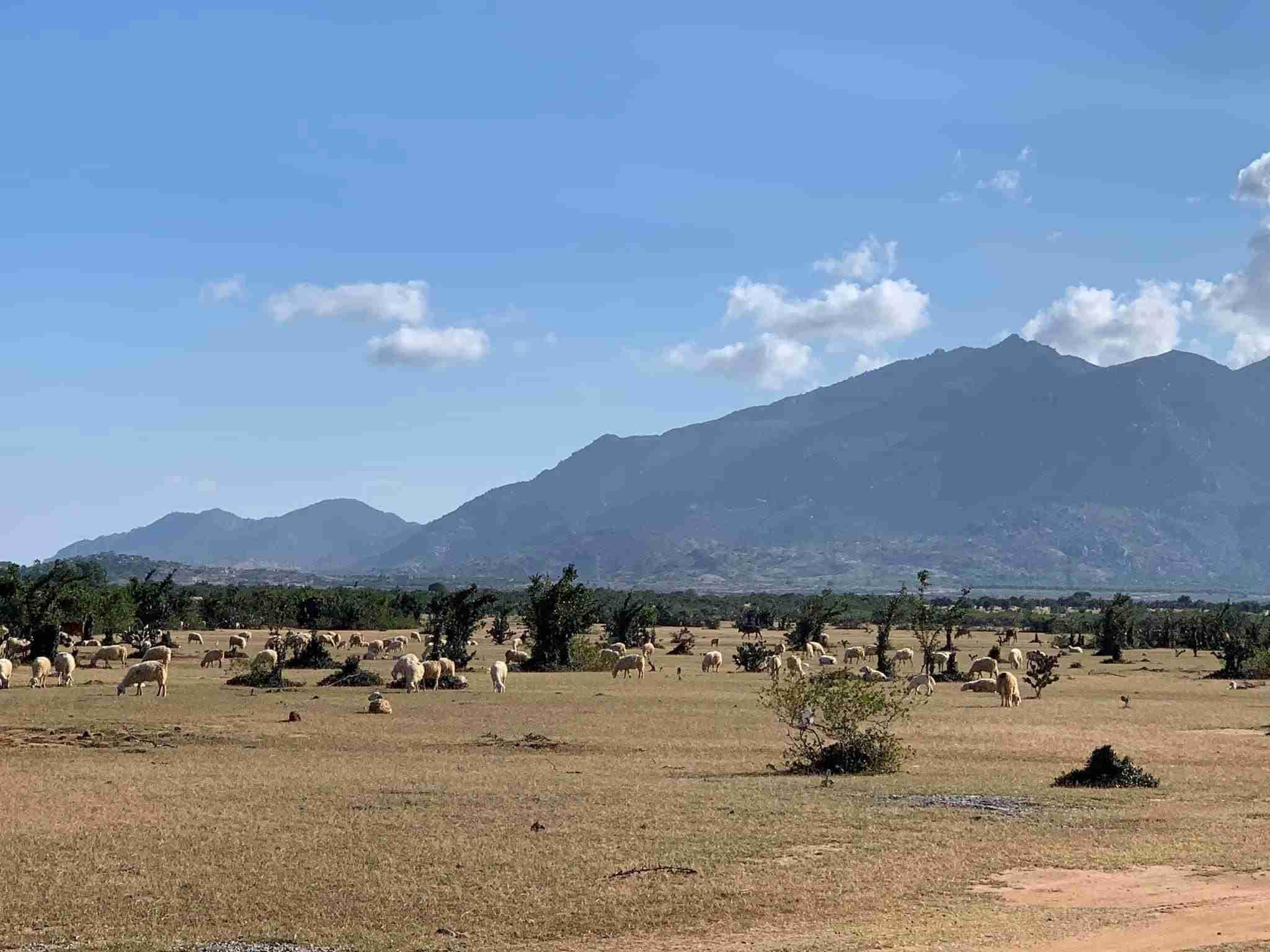 Nha may dien mat troi lon nhat DNA va tiem nang phat trien Ninh Thuan hinh anh 8 