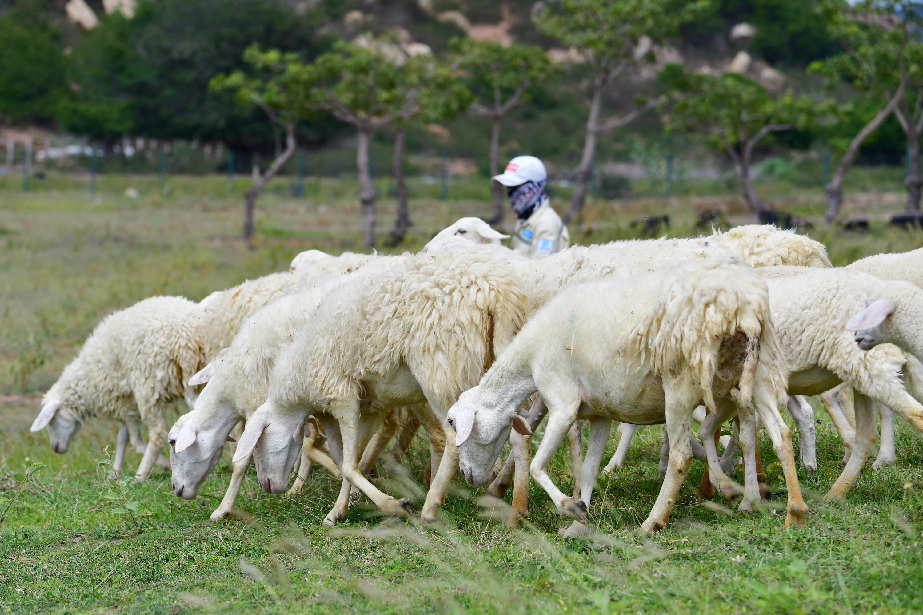 To hop nghi duong bien 5 sao - ‘vien pha le’ giua vung sa thao hinh anh 6 