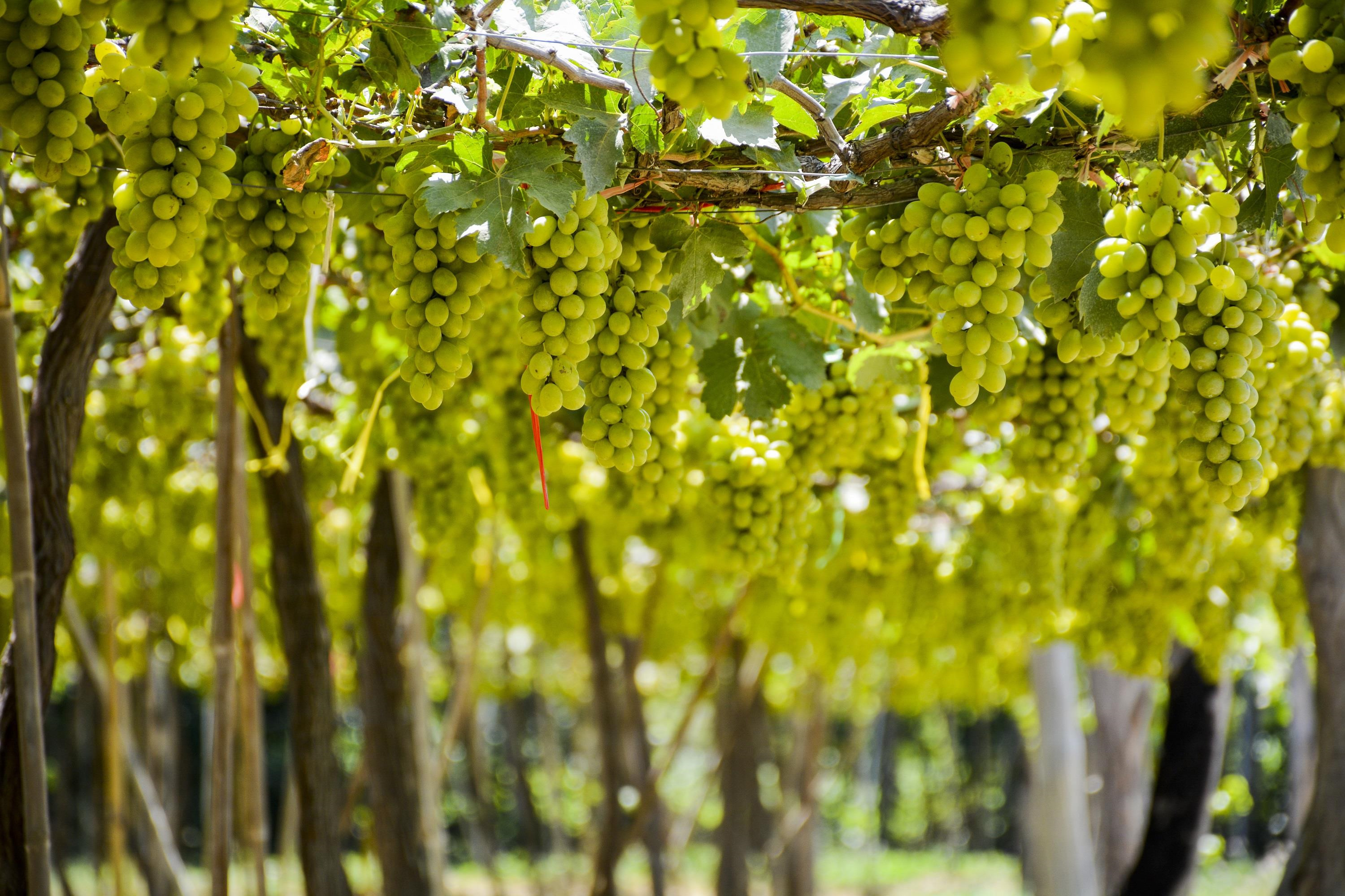 To hop nghi duong bien 5 sao - ‘vien pha le’ giua vung sa thao hinh anh 7 
