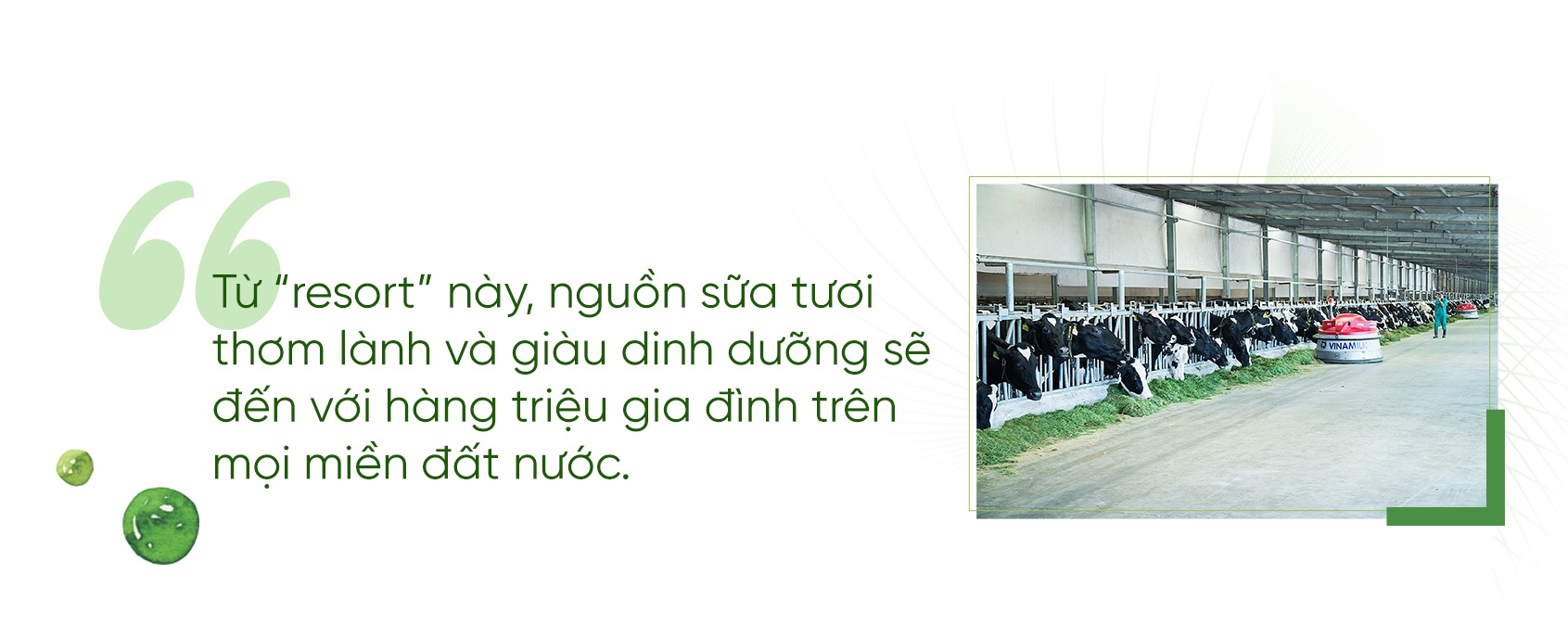 Bo sua o 'resort', an Tet kieu 4.0 hinh anh 4 Quote-3.jpg